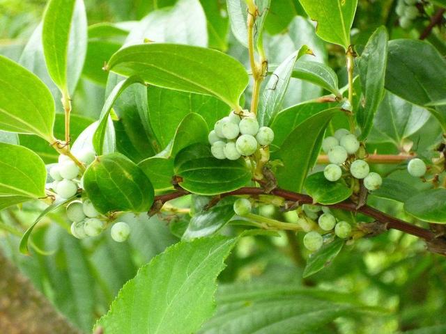 找一块空地养金刚藤叶子嫩绿攀爬快块茎价值高作用多