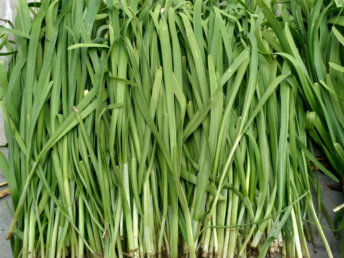 买韭菜到底是红根好还是白根好听听菜农是怎么说的别瞎买了