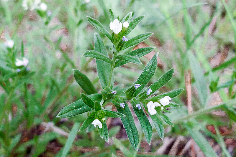 在麦田里,面条菜和毛妮菜长得形似一对"双胞胎",如何分辨它们呢?