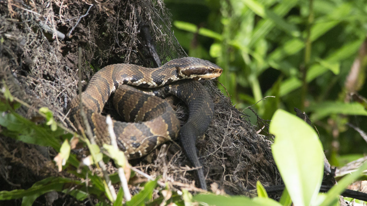 蝮蛇 08 dennis church