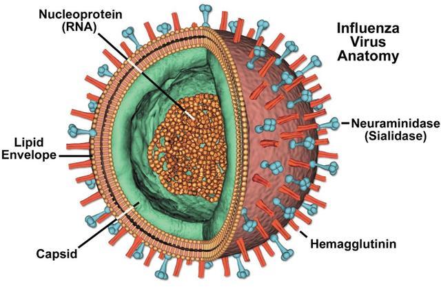 图1 流感病毒的结构