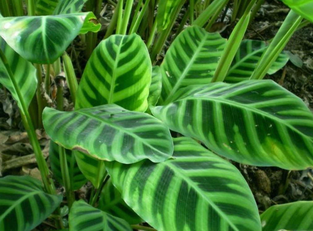 二,避开阳光直射竹芋类植物都喜半阴的生长环境,冬季养殖可以给予适量