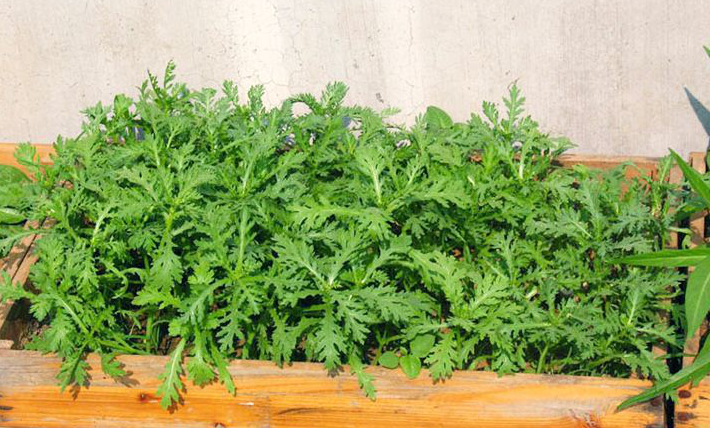 撒几粒小种子十天就薅一把嫩茼蒿炒炒吃美味到舔盘子