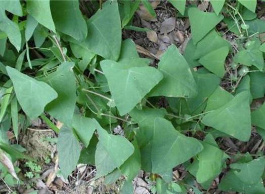 山上一种野草长得妙叶子全是三角形名叫杠板归据说很珍贵