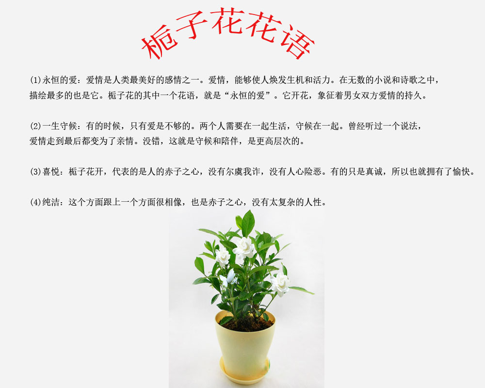 栀子花种植注意事项如何在家中养好一盆栀子花