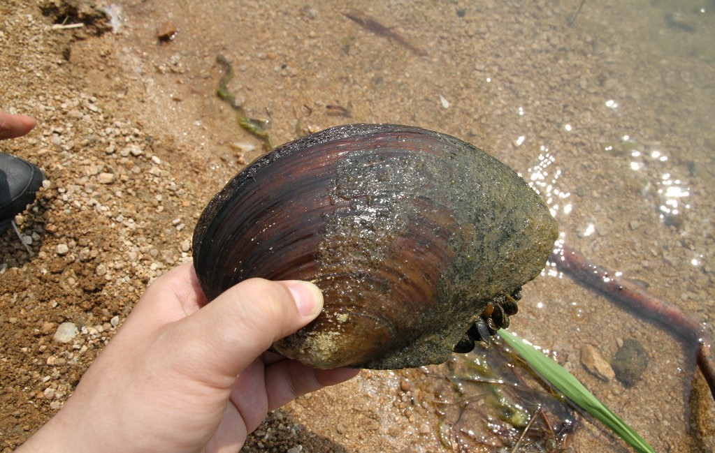 池塘里的河蚌太多了影响鱼的正常生长繁殖怎么办呢