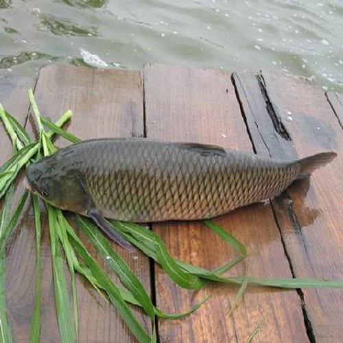 在当前小龙虾养殖不景气的情况下,混养哪些鱼类比较划算?