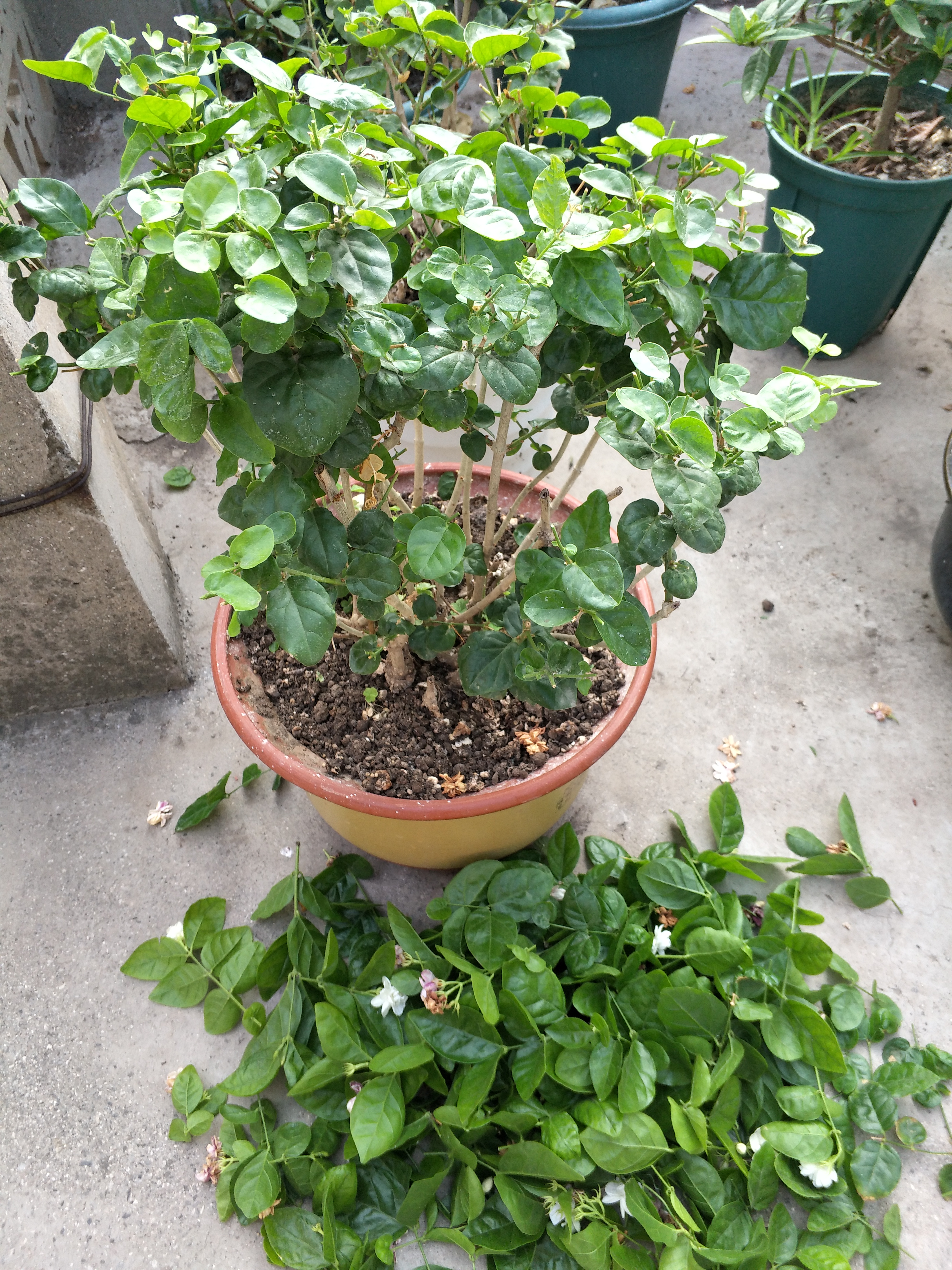 茉莉花修剪养护四季各不同掌握好技巧才能花开满枝