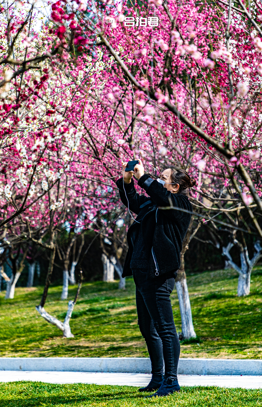 合肥匡河梅花林告诉你什么叫繁花似锦花开如海