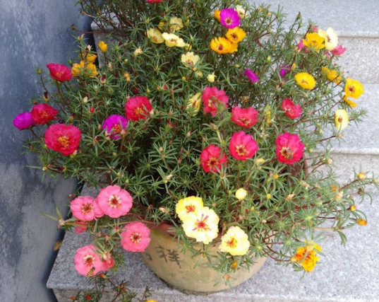 死不了的太阳花,春天别急着买枝条,容易冻死不开花!