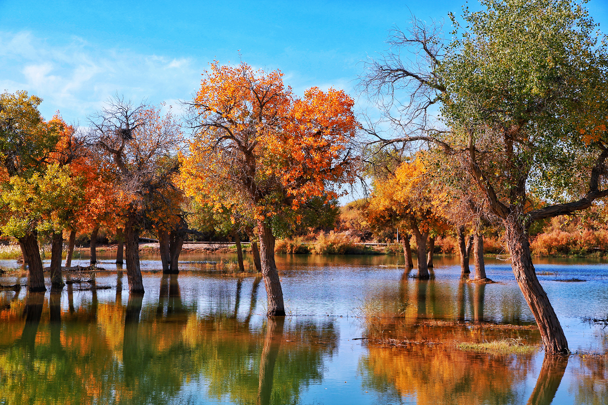 大漠胡杨林,内蒙古最西端大漠深处的奇观,被誉为"大漠明珠"