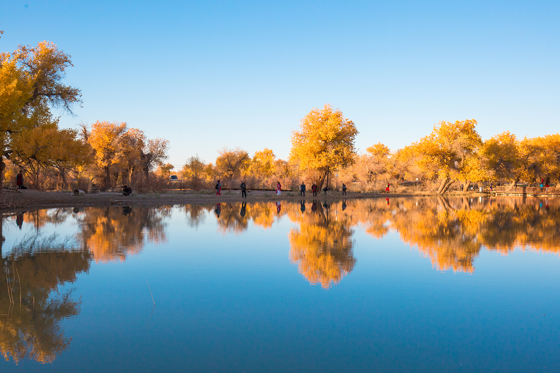 大漠胡杨林,内蒙古最西端大漠深处的奇观,被誉为"大漠明珠"