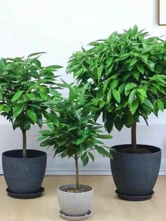 家里养棵健康树杀菌去异味空气清新身体好