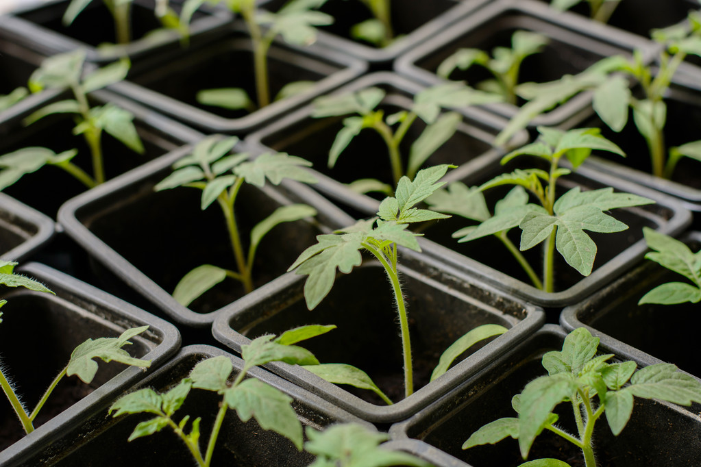 北方露地西红柿种植技术育苗很全面建议收藏