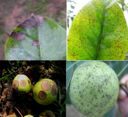 专家发布抗击肺炎疫情期间春季梨树病虫害防治方面的问题