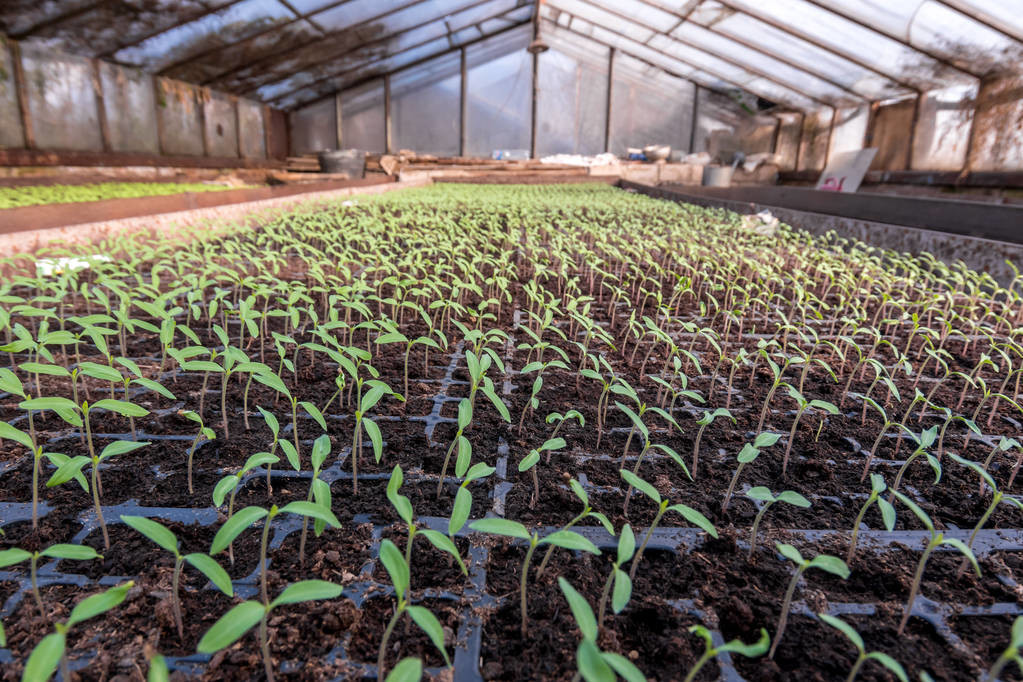 西红柿果实质量不好可能幼苗期就没管好这些事情建议了解一下