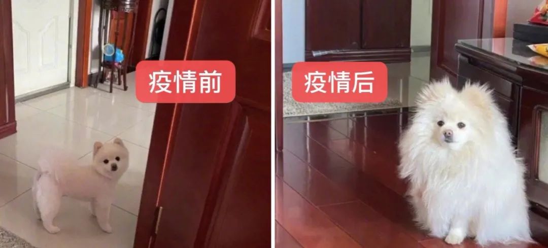 楚天都市报：儿子，爸爸要自学当Tony了，你的婴儿理发器借我用用……