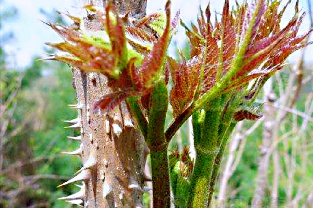 农村野生刺老芽每斤40块价格比猪肉还贵原因就3点