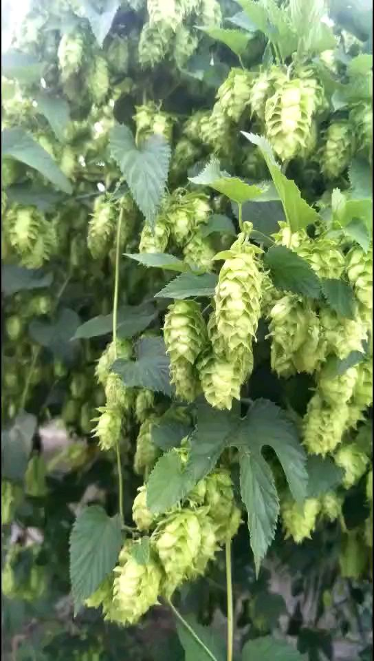 風味獨特的啤酒花健脾消食作用多養人養身心