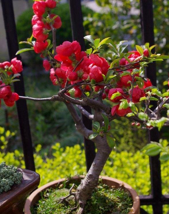 想要家里财源滚滚就盆栽长寿冠海棠老桩养得越久越值钱