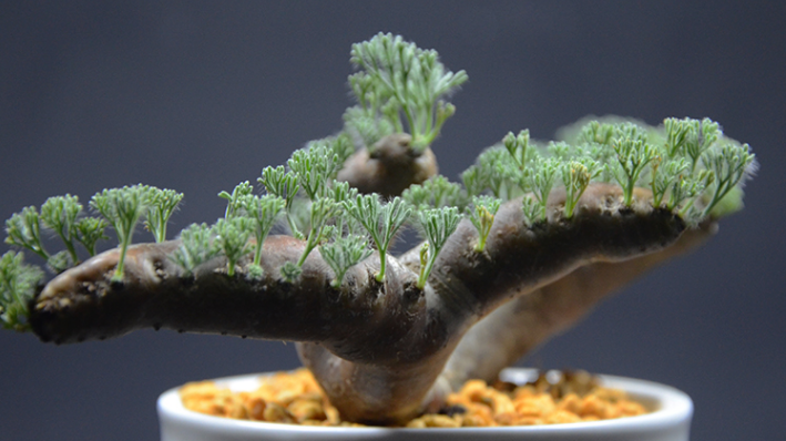 多肉贵货黑皮月界的繁殖及养护方法