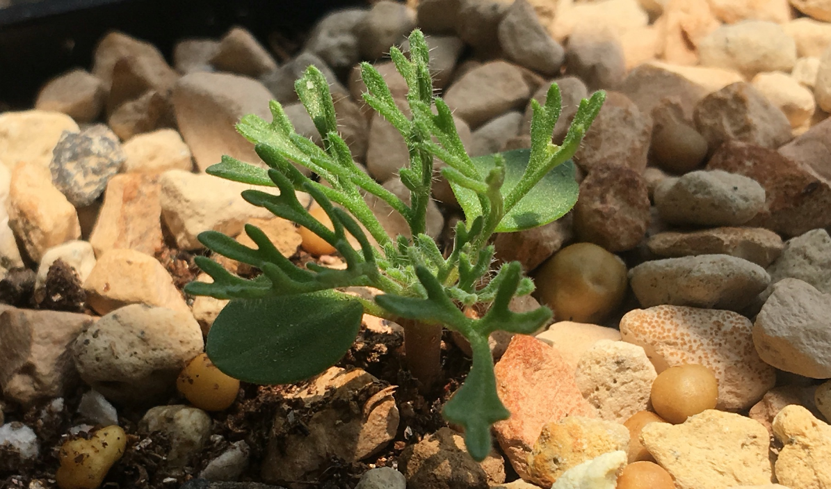 多肉贵货黑皮月界的繁殖及养护方法