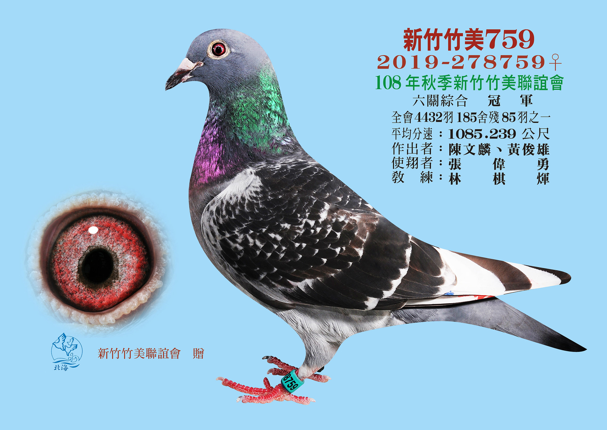 台湾重量级鸽王头衔北海夏季六关鸽王冠军