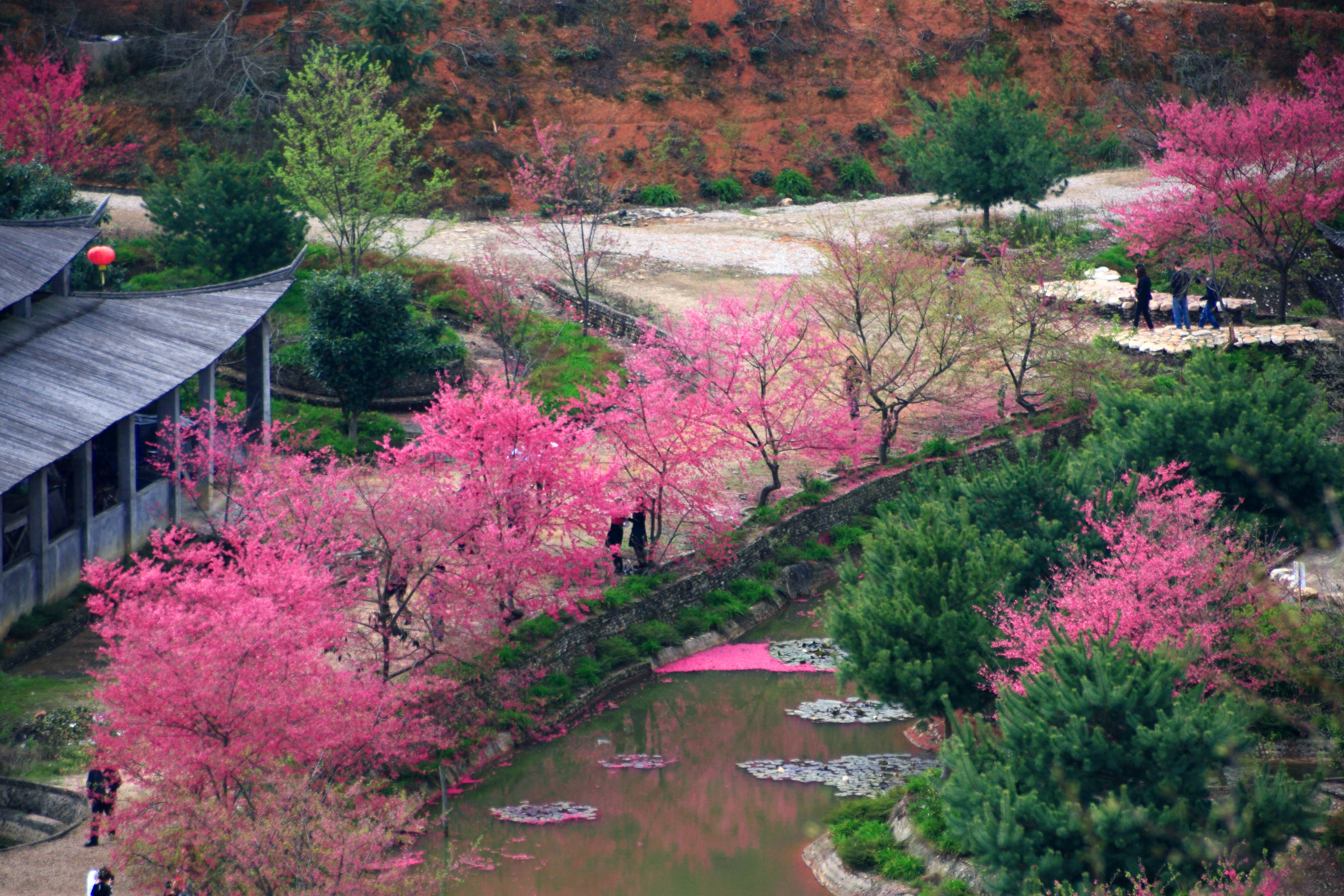 郑州桃花峪樱花图片