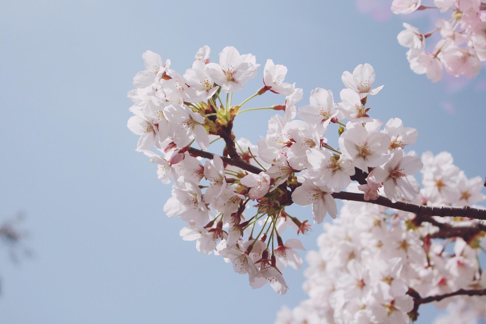 岂曰无衣与子同袍樱花开满时战疫勇士凯旋归