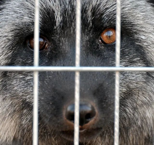 第一财经@这些野生动物可能不能再吃了 吃就算违法！