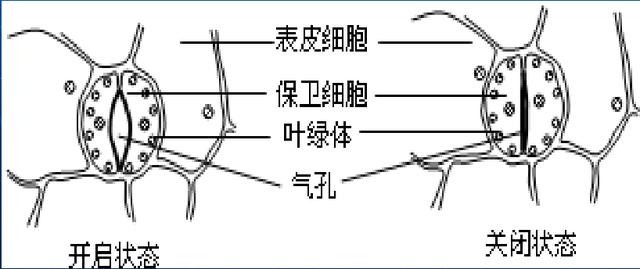 一文读懂几种可以改变小麦抗逆性物质的详述
