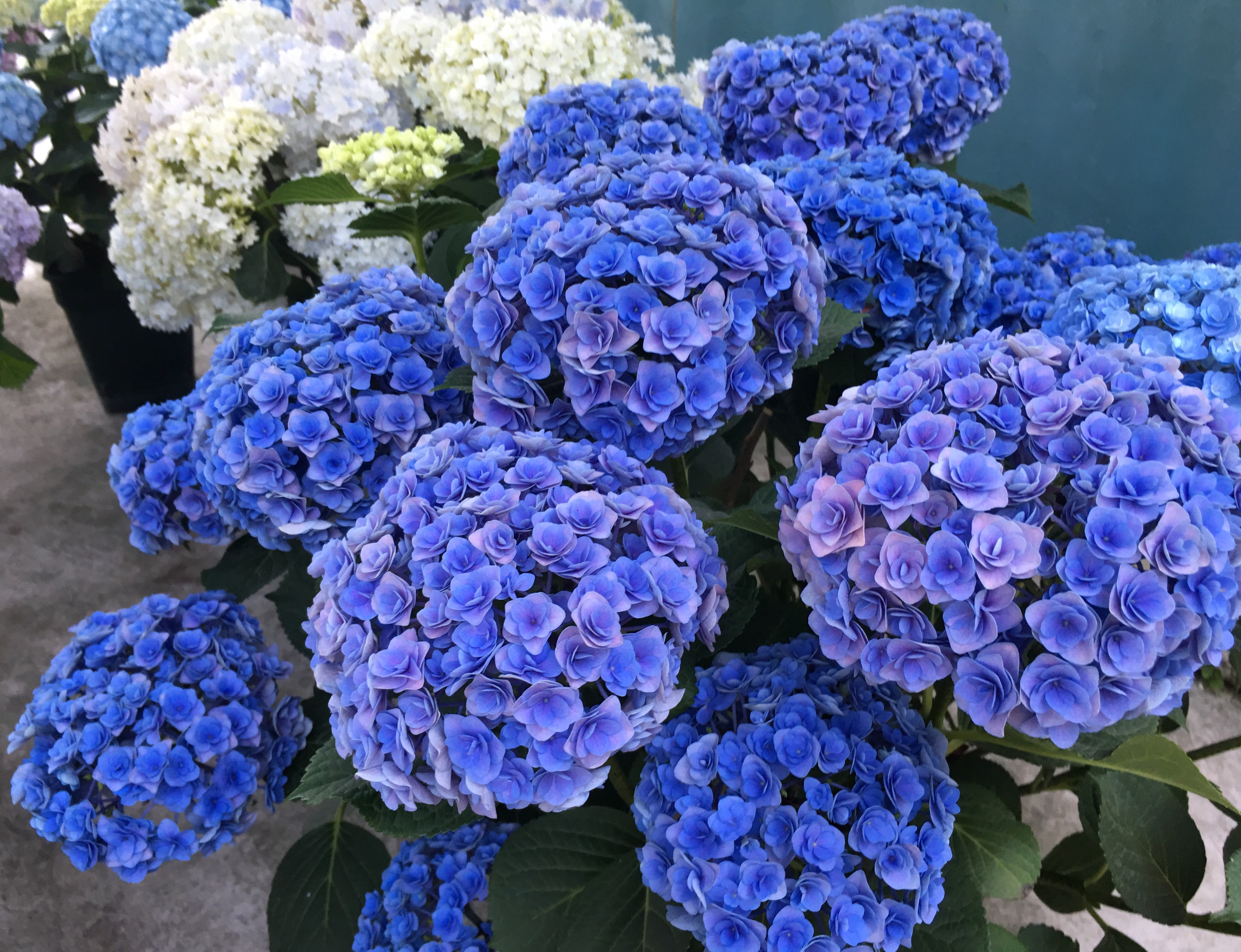 今年我的绣球花盆栽扑街了芽苞瘦不拉几有的杆子还没筷子粗
