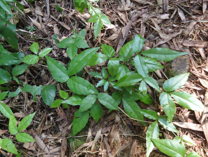 这草一到春天就呼呼长个头猛蹿止不住只好摘了嫩芽吃