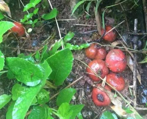 南方一种野地瓜成熟后果子味甜藤蔓能编筐篓你见过吗