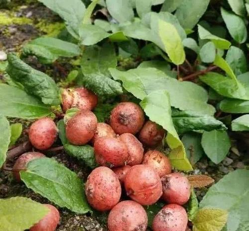 南方一种野地瓜成熟后果子味甜藤蔓能编筐篓你见过吗