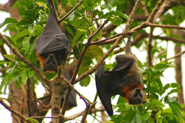 澳洲突现数十万只蝙蝠居民面临危险何时才能解决