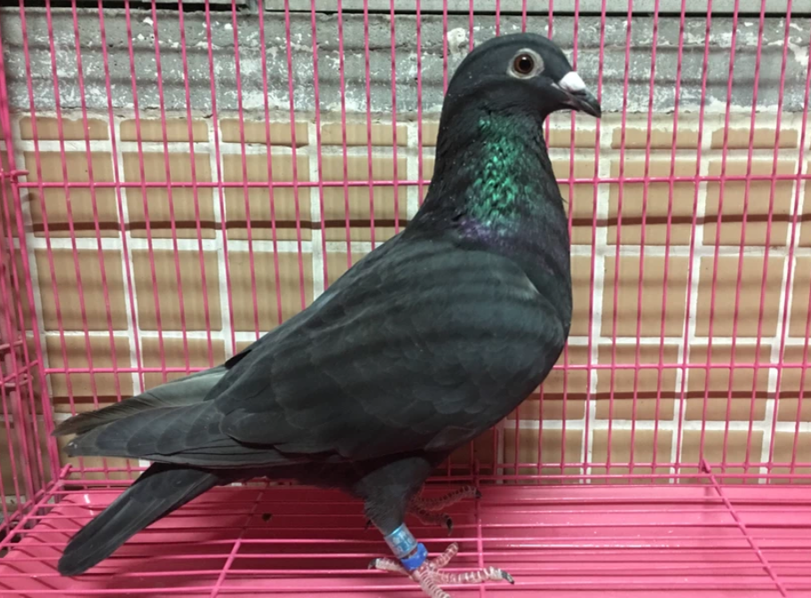 养信鸽唯一一次闹心的参赛经历!