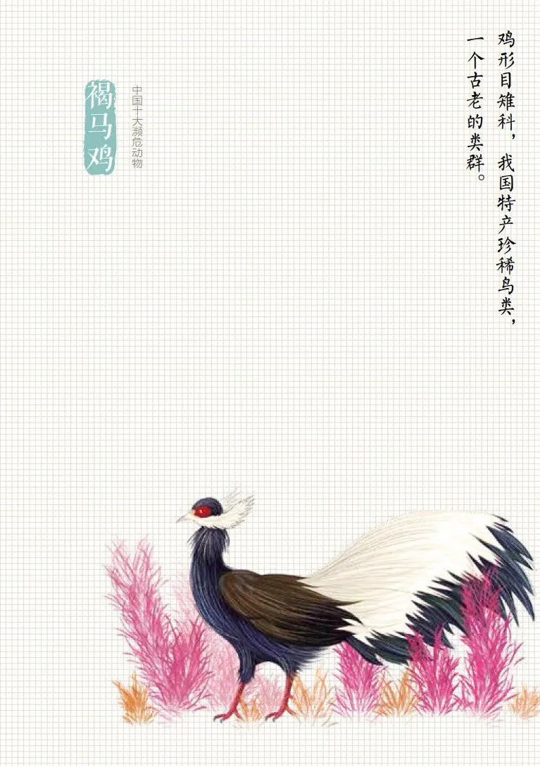 「生态环境部」公民十条｜保护野生动物，守护多样之美（环保科普365）