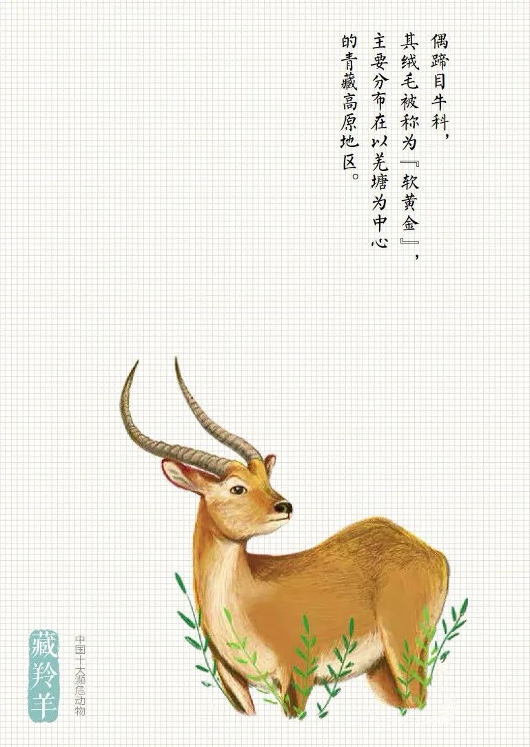「生态环境部」公民十条｜保护野生动物，守护多样之美（环保科普365）