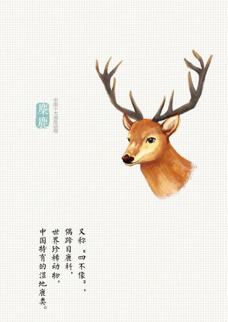 「生态环境部」公民十条｜保护野生动物，守护多样之美（环保科普365）
