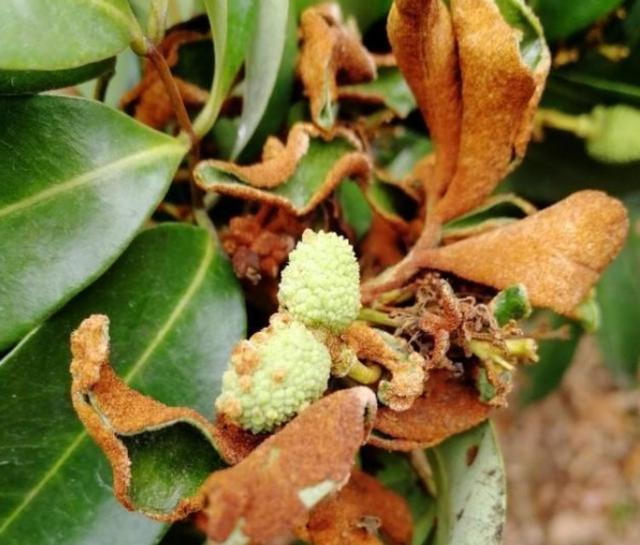 荔枝瘿螨引起的毛毡病危害有多大轻则减产重则绝收怎么办