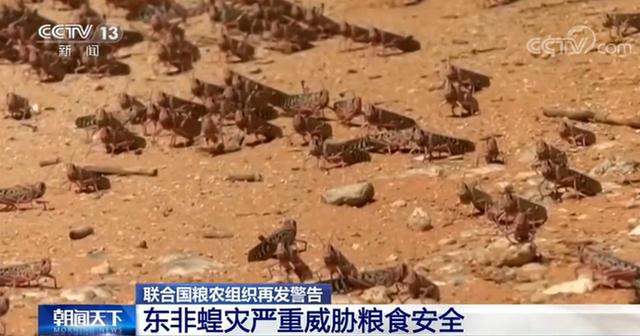 中国小康网：2020蝗虫会来中国吗？联合国发蝗灾警告：东非蝗灾严重威胁粮食安全具体怎么回事？蝗虫怕鸡？