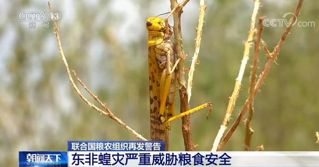 中国小康网：2020蝗虫会来中国吗？联合国发蝗灾警告：东非蝗灾严重威胁粮食安全具体怎么回事？蝗虫怕鸡？