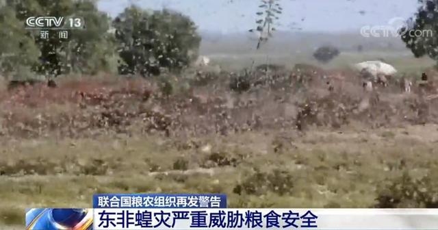 中国小康网：2020蝗虫会来中国吗？联合国发蝗灾警告：东非蝗灾严重威胁粮食安全具体怎么回事？蝗虫怕鸡？