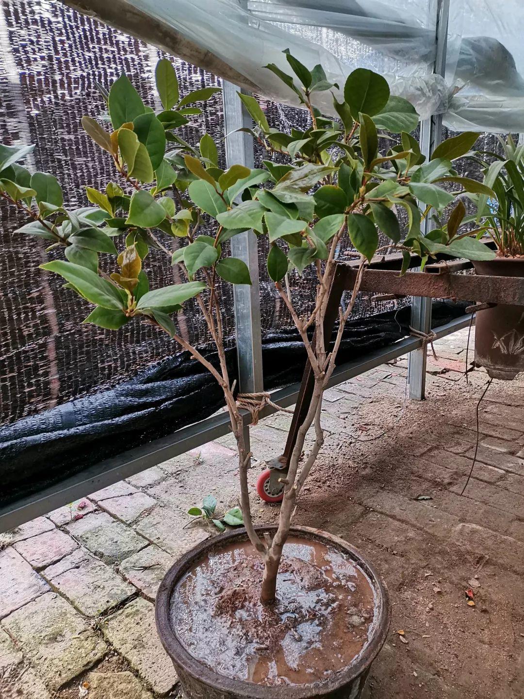 茶花春天剪1刀,换个盆,新芽嗖嗖冒,越长越好看!