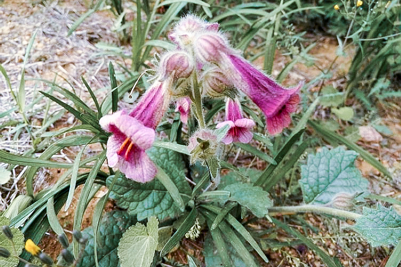 俗称酒壶花根极为珍贵腌酱菜味道好目前16元一斤