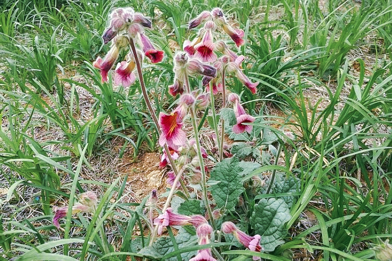 俗称酒壶花根极为珍贵腌酱菜味道好目前16元一斤