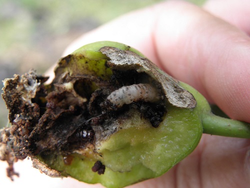 植保信息2020年江苏省农作物主要病虫防治技术