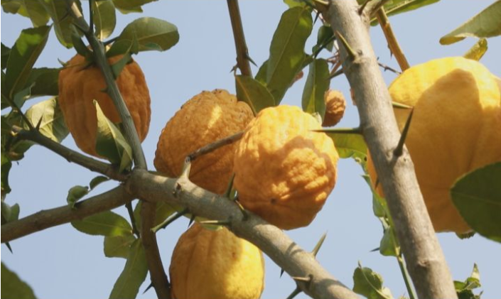 布朗山香橼果实满枝黄,全民战"疫"网络销售助农忙