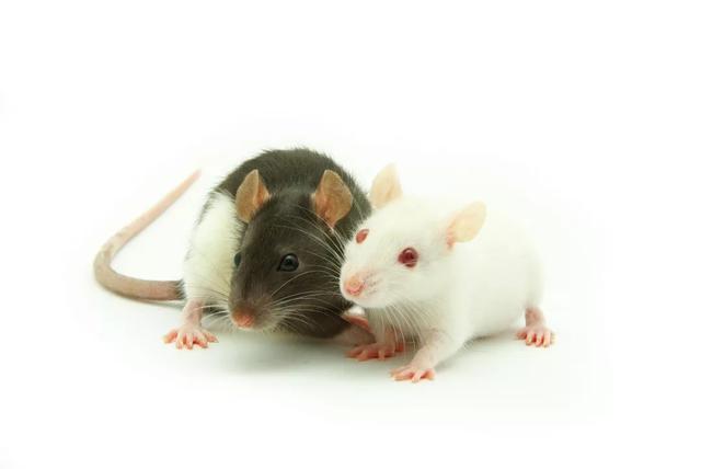 《知识就是力量》杂志从中国耳熟能详的儿歌"小老鼠,上灯台,偷油吃